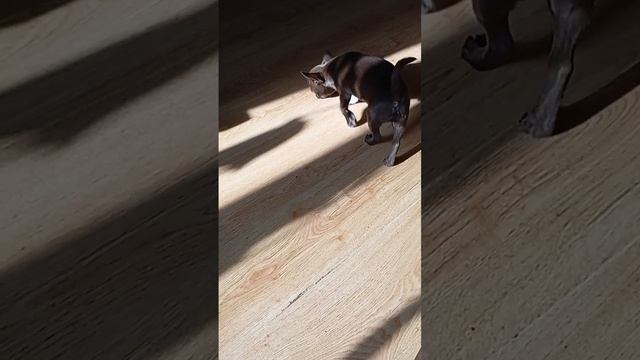 #чихуахуа шоколадик из Липецка доступен можно спросить