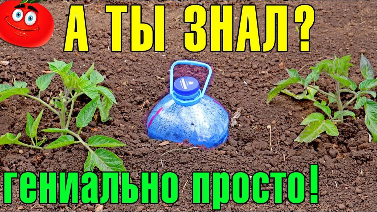 КАПЕЛЬНЫЙ ПОЛИВ БУТЫЛКАМИ! Бесплатное капельное орошение! Plastic Bottle Drip Irrigation System!