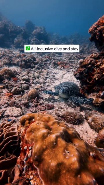 Sipadan-Kapalai Dive Resort - курорт в штате Сабах, остров Борнео, который дает Мальдивам фору 🇲🇾