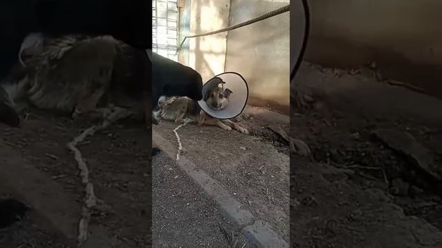 Собачка спинальник просит помощи