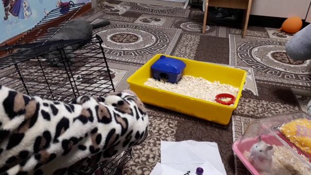 Делаю Летнюю клетку для хомяка/ pets woy