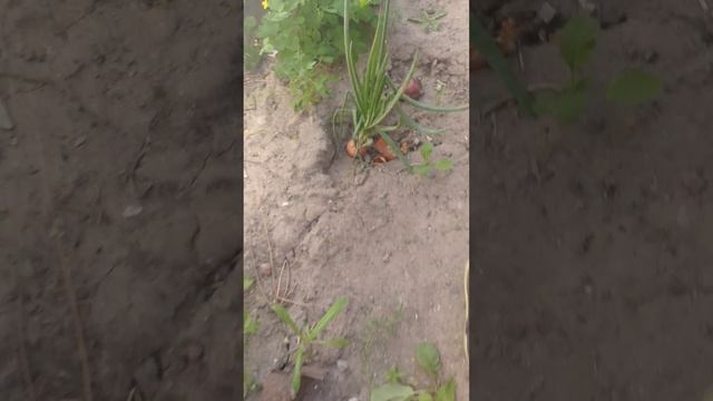 показ огорода (на улице