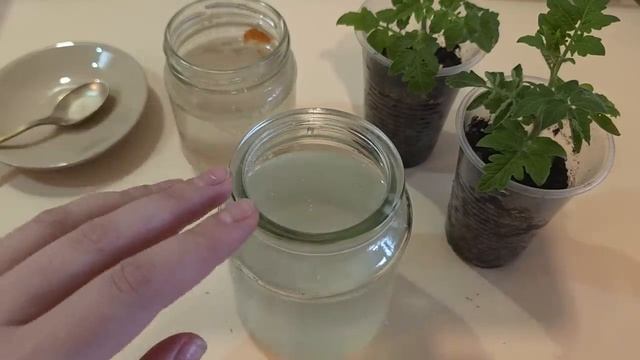 За день у Томатов стебель толще пальца! Рассада толстеет на глазах, лучшая первая подкормка рассады