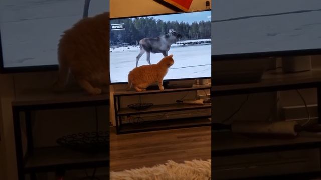 подборка замурррчательных котиков 😻