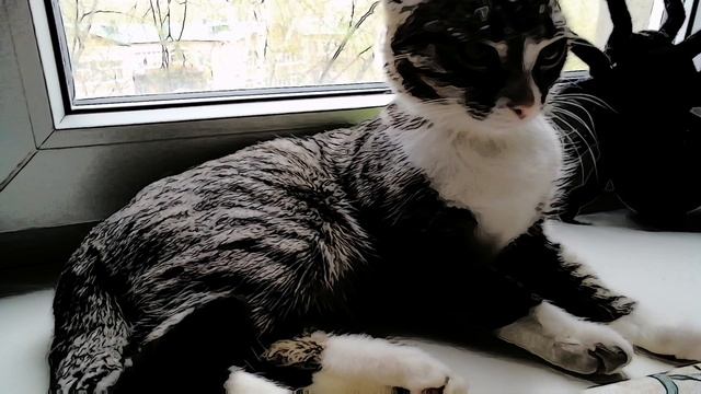 НА УЛИЦЕ ОЧЕНЬ ТЕПЛО 😁😉🔥🐾 🕊️И МАНЮШКЕ