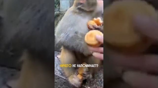 Жадность