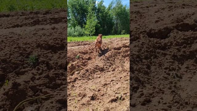 Тритон