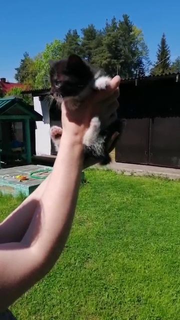 Котенок мальчик 1,5 месяца
