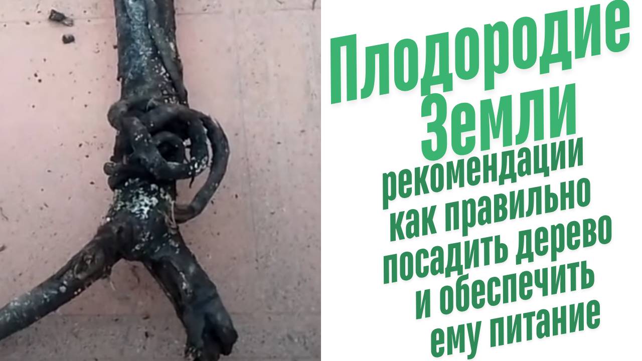 Как правильно посадить саженец?
