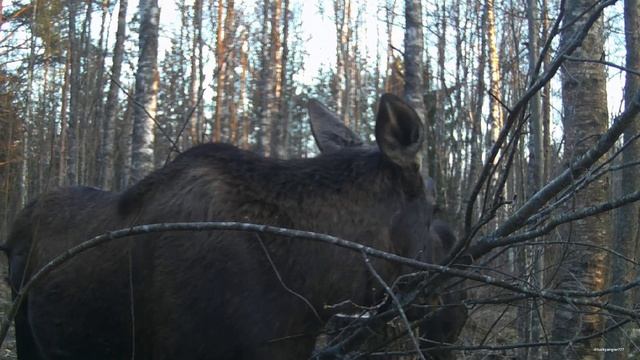 Полчаса из жизни лесных великанов.