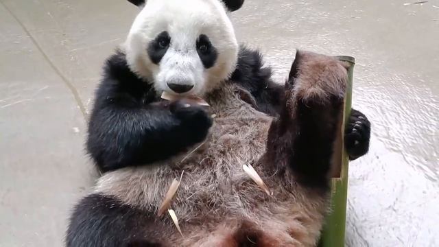 🐼 Панда Катюша наслаждается любимым и уже абсолютно традиционным бамбуковым перекусом.