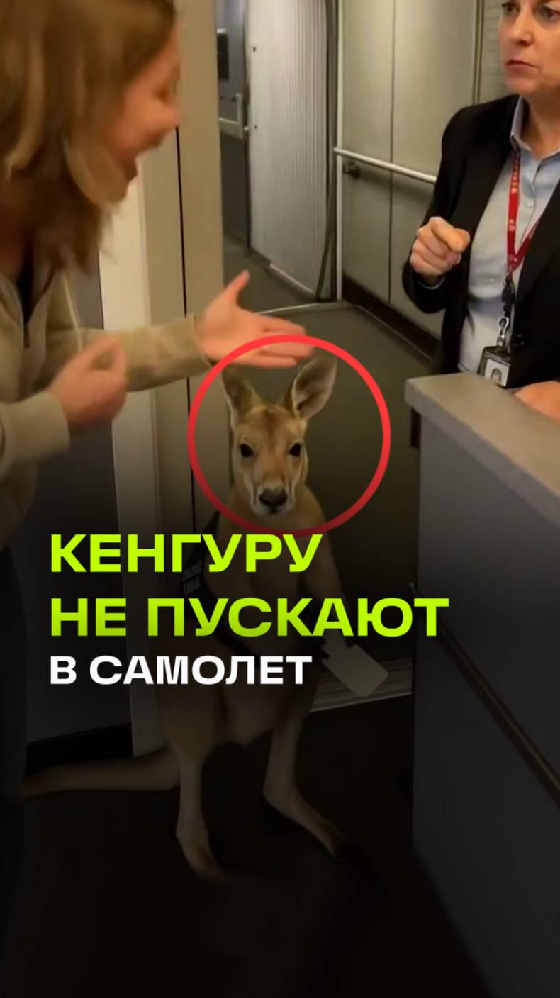 Нейросетевого кенгуру не пустили в аэропорт в Австралии