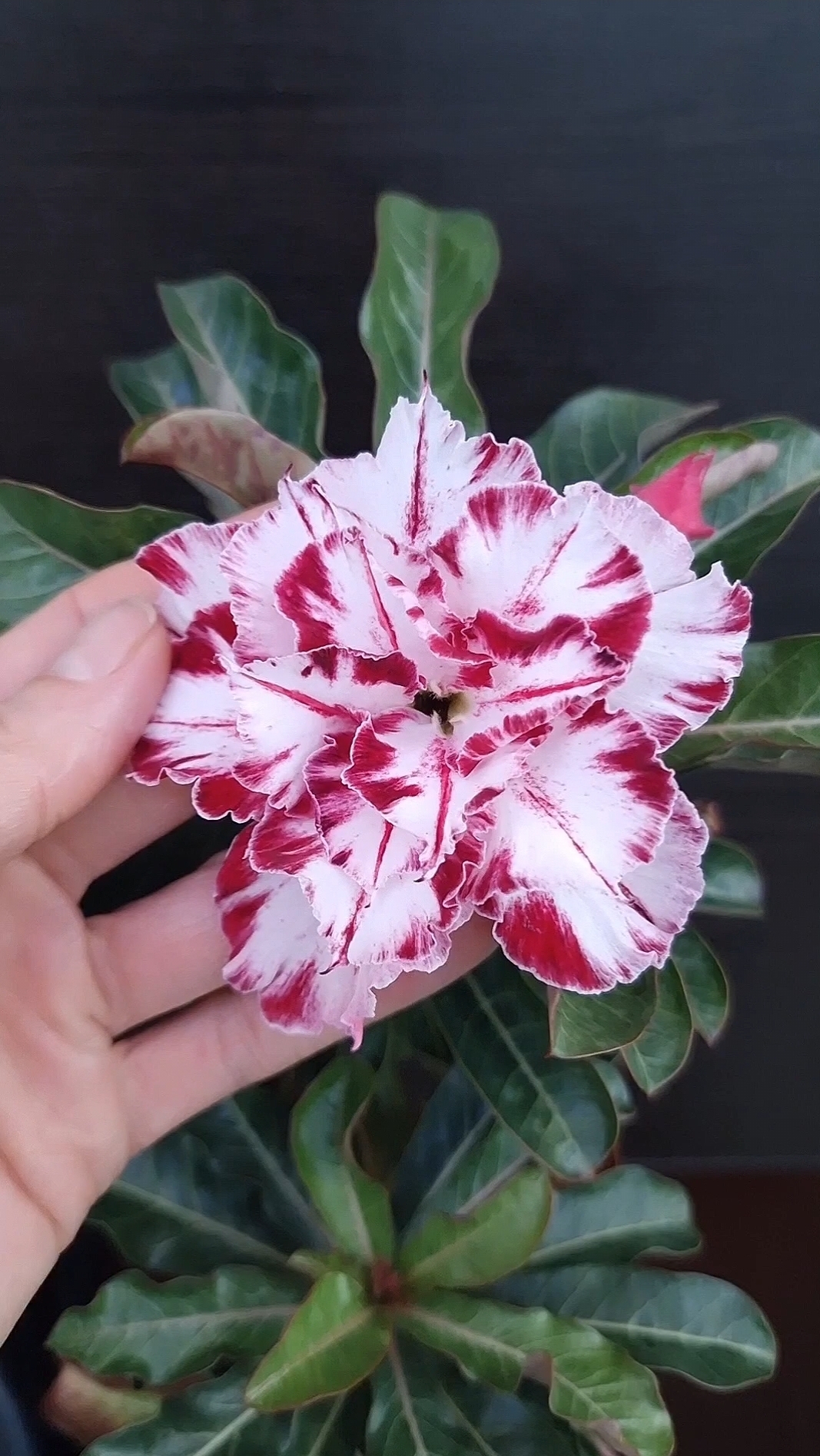 Адениум Black Amaryllis mut❤️