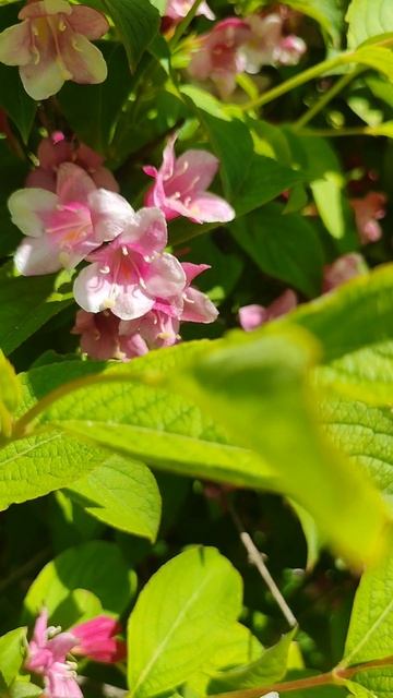 Цветочное великолепие вейгелы🌺красота в вашем саду #nature #природа #цветение #цветы #flowers #май