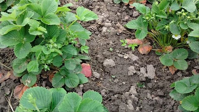 Клубника цветёт всё больше!🍓