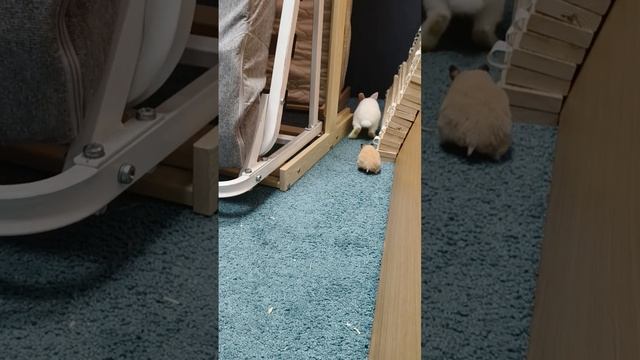 наши питомцы.mp4