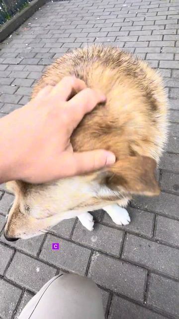 У самой знаменитой собаки Батуми все хорошо#собака #собакабатон #песбатон #жужа #dog #batumi