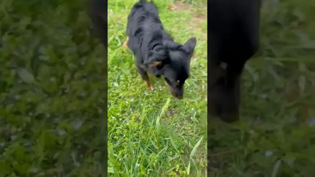 Крошка Мия ищет своего человека 😍