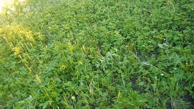 Клубничка👍😁🤘🔥/24.05.2025