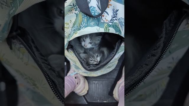 Пушистики. Спасаем котят с вокзала.