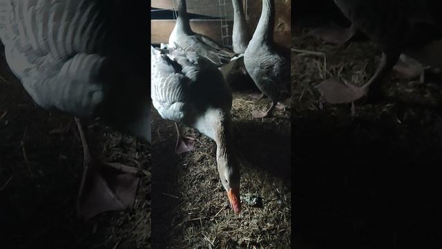 Гуси защищают гусят от хозяина🤠