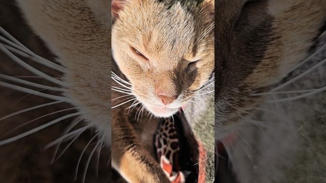 Песня - Кошки не похожи на людей. Автор стихов - Борис Заходер, музыка и голос ИИ