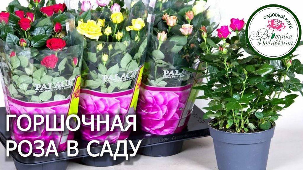 ПЕРЕСАДКА ГОРШОЧНОЙ РОЗЫ В САД