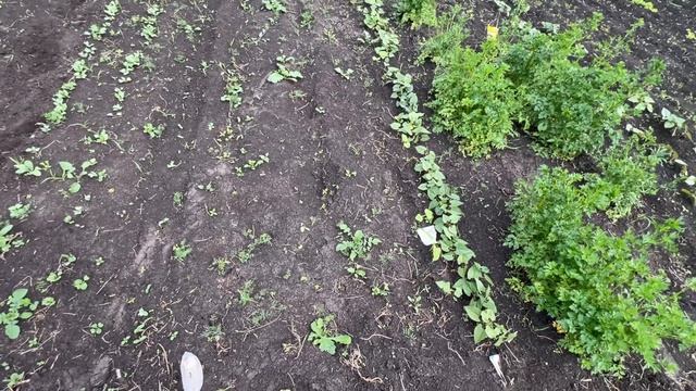 Огород прополот, все в норме