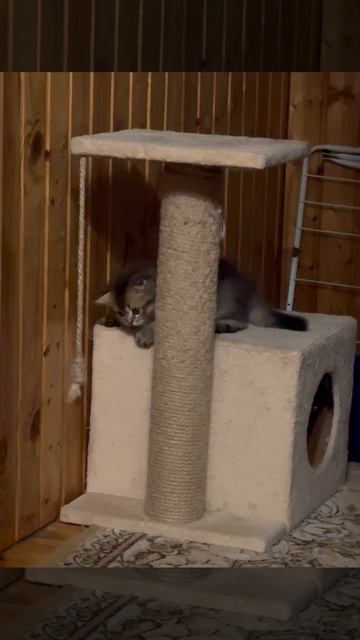 27-05-2025 шотландский котенок