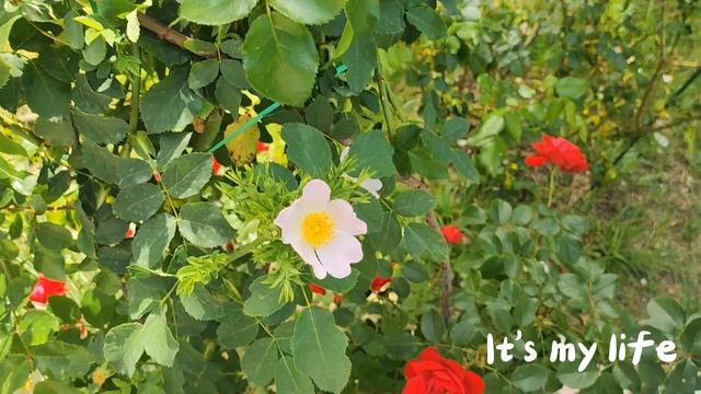 Цветущий рай🌸
