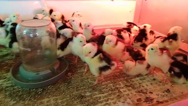 27 мая, утренний обход хозяйства