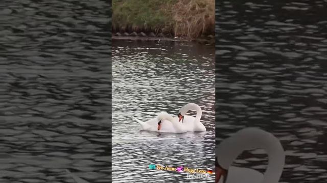 Вальс вечной любви.mp4