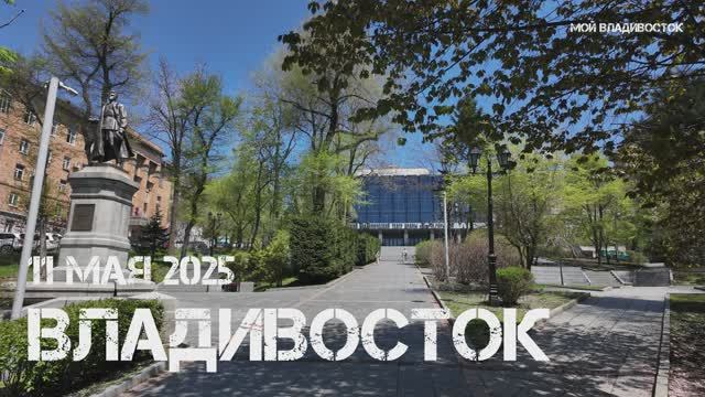 Владивосток деревья в цвету (11 мая 2025).