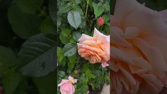 1000041641.mp4