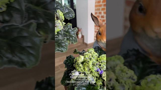 🐇❤️РС-Венеция Люкс и РС-Жабо Люкс - прекрасные ретро жемчуженки нашего фонда