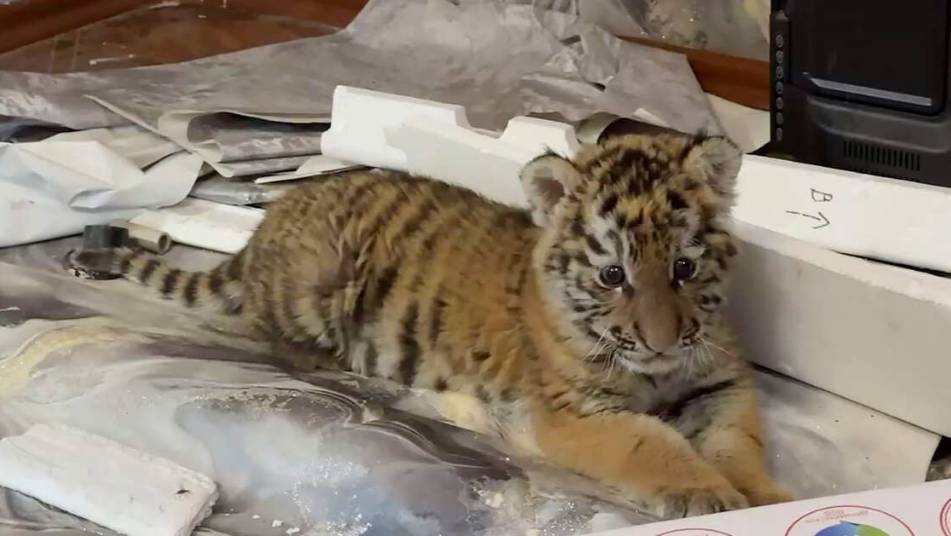 Краснокнижного амурского тигра нашли в жилом доме в ЛНР
