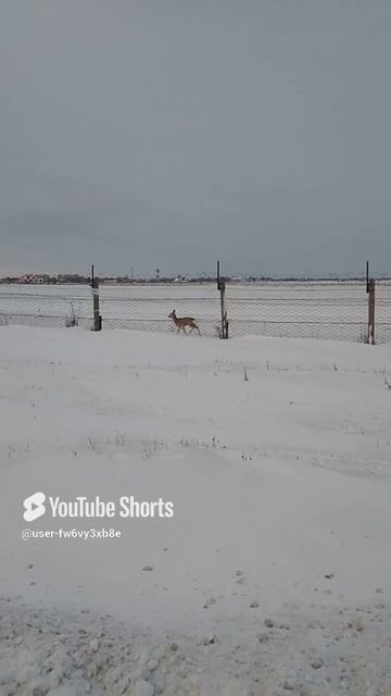 косули в городе//