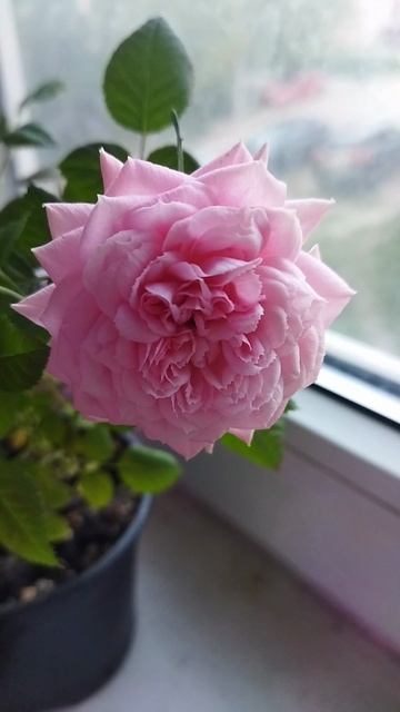 Маленькая красавица" 🌹