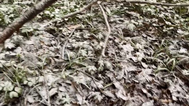 Збираю Гриби з під Снігу..Зморшки Шапинку Гриби 🍄🟫