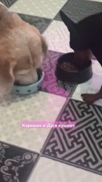 Каришик и Дуся кушают #каришиквшоке #каришик #собака