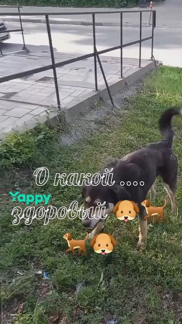#котики #кошка #киса #домашниеживотные #кошки #пес #собакадругчеловека #собака #собаки #щенок #мимим