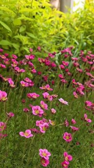 дача утро 27 июня #ташамуляр #жизньбездублей