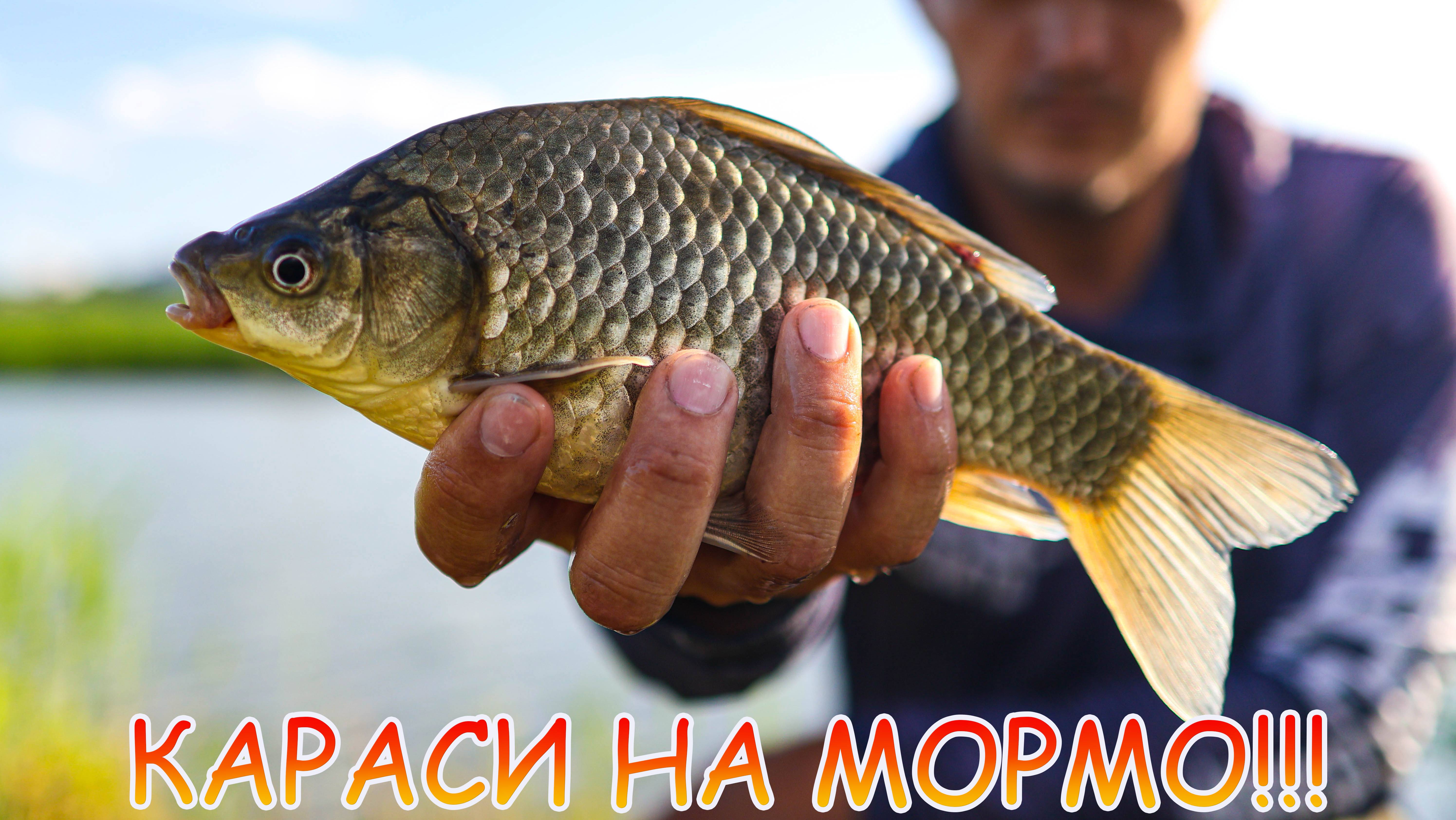 МОРМЫШИНГ ловит мордатых КАРАСЕЙ 💪 Рабочие приманки для МОРМО 👍👍👍 НОВЫЙ спиннинг гнут в ДУГУ 😊