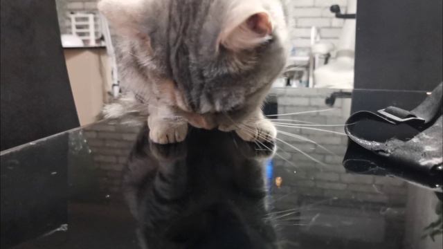 Коте и красная икра