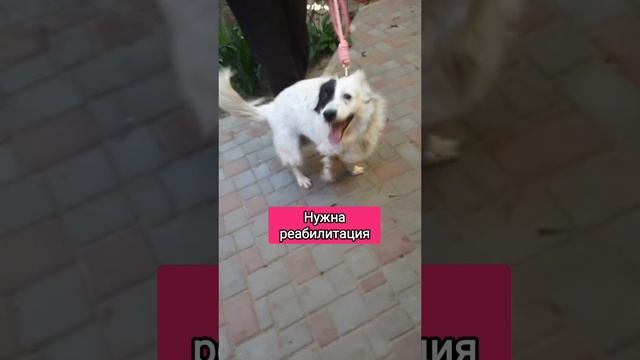 Кутузов ищет дом и заботливые ручки