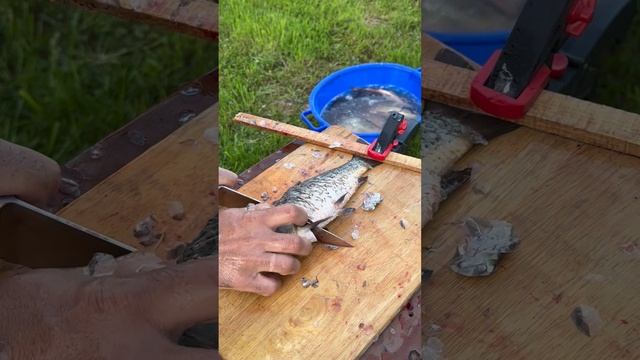 Как быстро и легко почистить карпа/карася. Лайфкайк