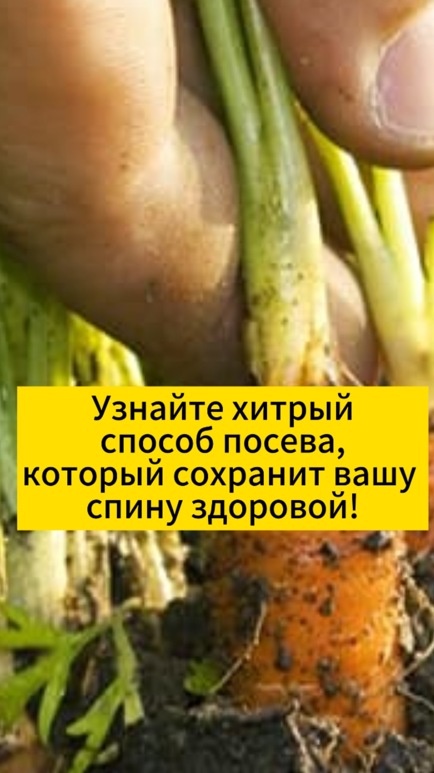 Узнайте хитрый способ посева, который сохранит вашу спину здоровой