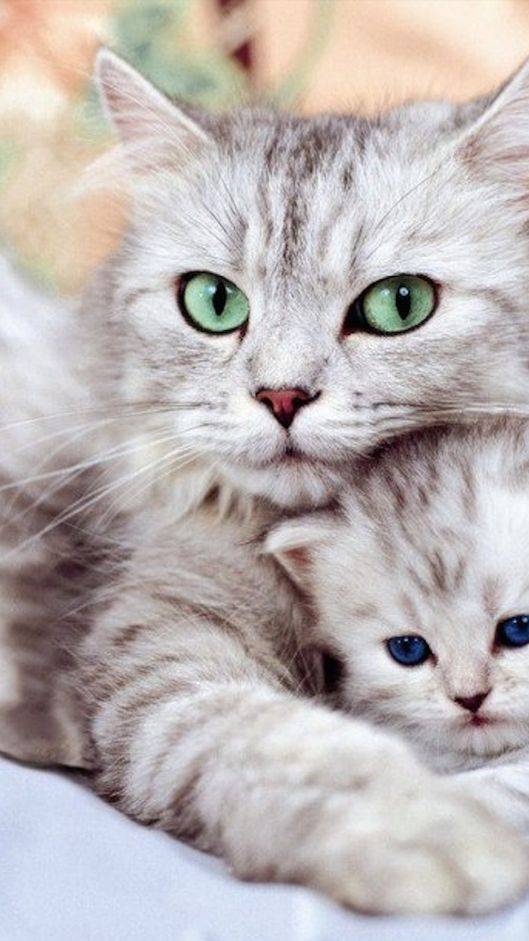 Милые коти :3            ( подписывайтесь на сборную солянку)