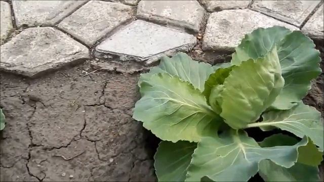 СУПЕР СРЕДСТВО ОТ  КАПУСТНЫХ ГУСЕНИЦ, ЖЕЛТОГО ЛИСТА И ТЛИ