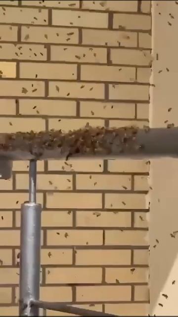 🐝Пчелиный рой образовался у подъезда в Восточном Бутово🐝